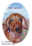 ミミちゃんのメモリアル写真　ペット葬儀日：２０１０年６月２９日　千葉県よりご依頼
